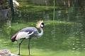 090410IMG_sk_0758birdparadise (34)